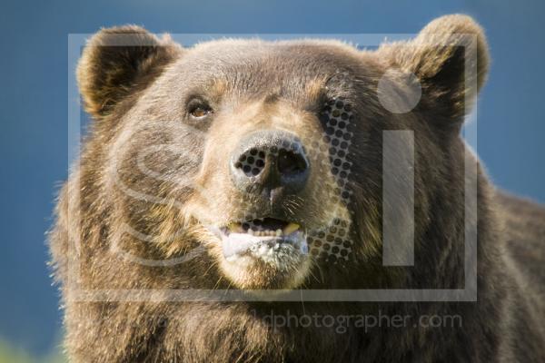 Brown Bear Portrait