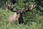 Bull Moose Portrait