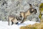 Arctic Fox Cubs
