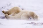 Polar Bear Rolling in the Snow