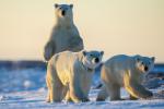 Curious Polar Bear Family