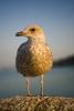 Young Herring Gull