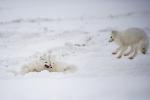 Arctic Fox Siblings Playing