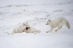 Arctic Foxes Play Fighting