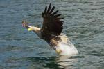 White-Tailed Sea Eagle Snatching Fish