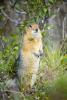 Arctic Ground Squirrel Standing