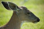 Sitka Black-Tailed Deer