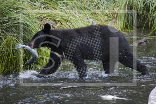 Black Bear in creek