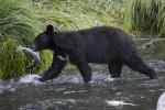 Black Bear in creek