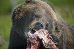 Brown Bear Feeding
