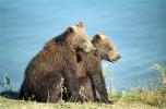 Brown Bear Spring Cubs