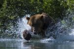 Brown Bear Chasing Fish