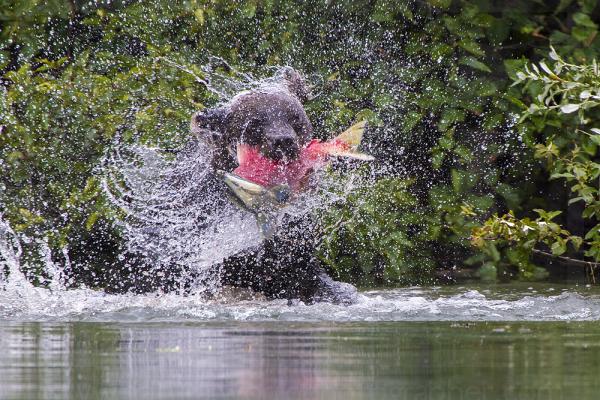 Brown Bear Shaking Salmon