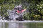 Brown Bear Shaking Salmon