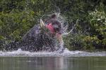 Brown Bear Catching Salmon