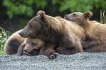 Bear Family Life