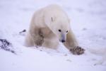 Lunging Polar Bear