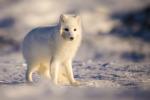 Wind-Blown Arctic Fox