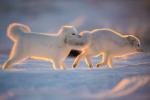 Arctic Foxes in Dawn Light