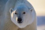 Polar Bear Sow Portrait