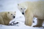 Polar Bear Sow and Cub