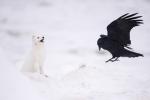 Raven and Arctic Fox Encounter