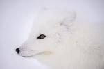 Arctic Fox Profile