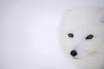 Arctic Fox Face