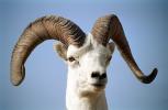 Dall Sheep Ram Portrait