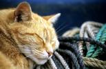 Fisherman's Cat