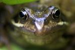 Common Frog Portrait