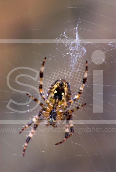 Garden Orb-Web Spider