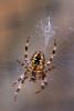 Garden Orb-Web Spider
