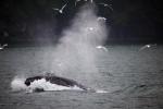 Humpback Whale Lunge Feeding