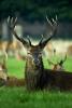 Red Deer Stag Resting