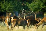 Red Deer Herd