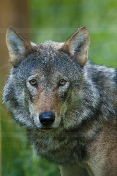 Grey Wolf Portrait