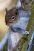 Grey Squirrel Portrait