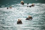Raft of Sea Otters