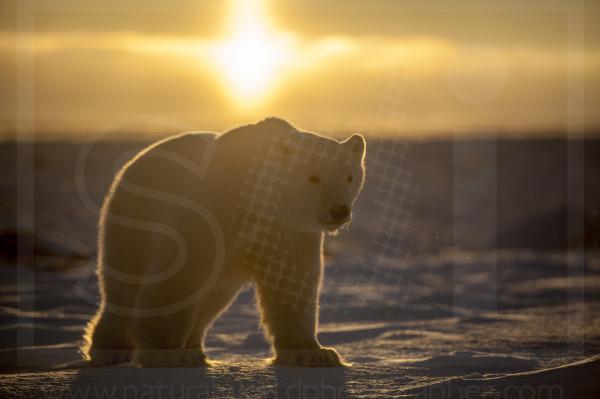 Polar Bear Cub and Rising Sun