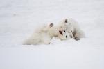 Arctic Fox Siblings Play Fighting
