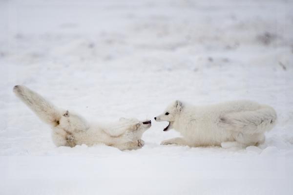 Arctic Fox Confrontation