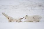 Arctic Fox Confrontation