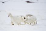 Arctic Foxes Playing