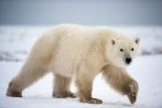 Polar Bear Prowling