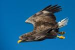 White-Tailed Eagle Swooping