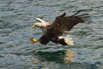 White-Tailed Eagle Fishing