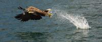 White-Tailed Eagle Snatching Fish