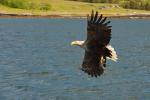 White-Tailed Eagle with Fish